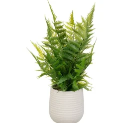New FLOURISH Fougere dans pot strie