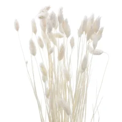 Discount Phalaris 50cm