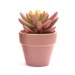 Clearance FLOURISH Succulente artificielle en pot