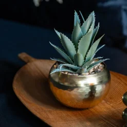 TROPICAL PARADISE Succulente pot or