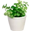 Discount Succulente pot texture