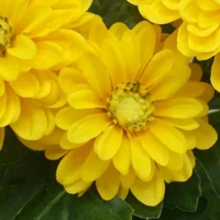 Clearance FLOURISH Zinnia artificiel en pot